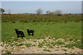 Two lambs in a field near West Putford