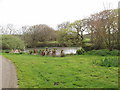 Pond at Lee Barton Farm