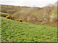 Pasture with gorse and blackthorn near Woodford