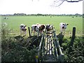 Bridge Stile and Cows near Highfield Farm