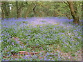 Bluebell wood