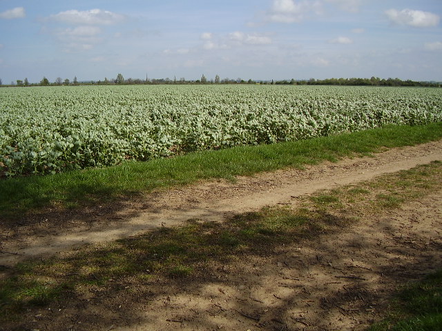 A field of beans from the bridleway