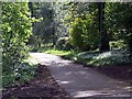 Lane through woods near Trewarthenick