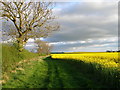 Looking along the footpath