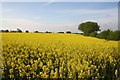 Hawton farmland