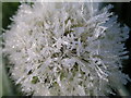 Dandelion in Fall