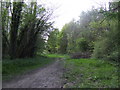 Bridleway through the woods