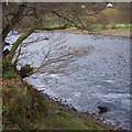 River Tay near Dunkeld