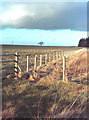 Fence & Tree