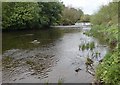 Hidden section of the River Aire