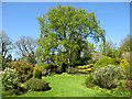 Springtime in the University Botanic Garden, Aberdeen