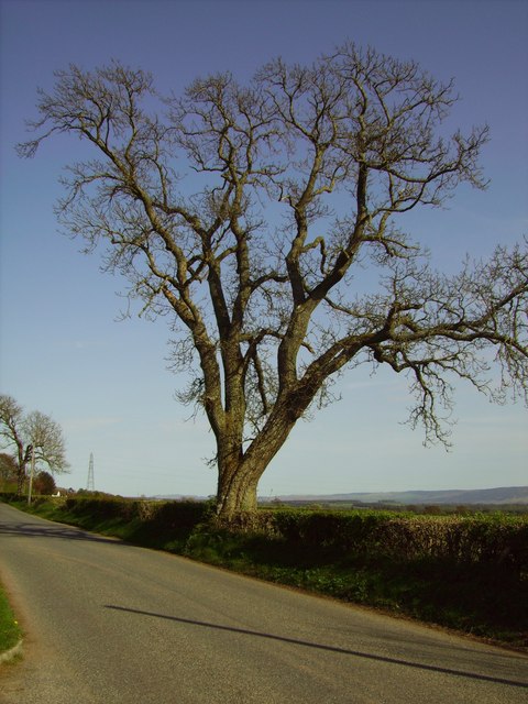 Tree next to the road near East Tomaknock