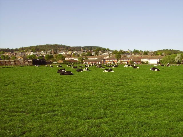Cows in a field near Duchlage