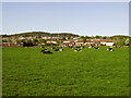 Cows in a field near Duchlage