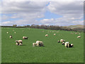 Sheep pasture