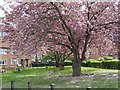 Cherry trees on Princess Road - Malton