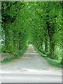 Avenue leading to Chadlington Downs Farm