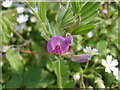 Common vetch