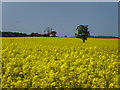 Rape Seed Field near Woodcote