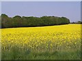 Edge of copse viewed across field of oilseed rape