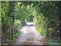 Shady lane near Sherfield English