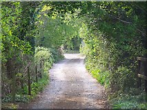 SU2723 : Shady lane near Sherfield English by David Martin