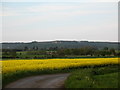 Oil Seed Rape, Islebeck Grange