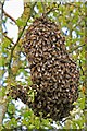 SU0018 : Swarm of Bees in hedgerow by Simon Barnes