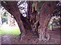 Yew tree at St Michael