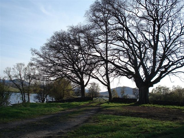 Trees on the N shore of Loch Rannoch
