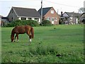 Horse Paddock