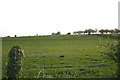 Field near Bowerland Farm and Shalmsford Bridge