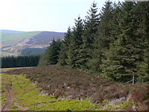 SJ0939 : Forestry meets moorland by Eirian Evans