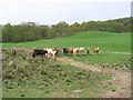 Cattle field