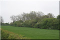 Rookery on Ruskington Fen