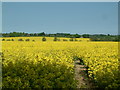 Footpath through rape field, Mountnessing