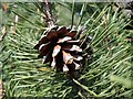 SC4586 : Pine cone in Dhoon Glen, Isle of Man by kevin rothwell