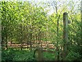 Footpath At Coley