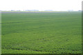 Fenland farmland near Tattershall Bridge