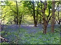 Bluebell carpet