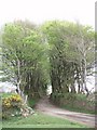 Silver birch lined lane