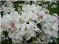 Cherry Blossom, Brogdale