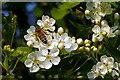 Hawthorn Honey?