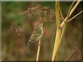 TA4115 : Yellow-browed Warbler (Phylloscopus inornatus) by Hugh Venables