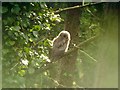 SZ2699 : Juvenile Tawny Owl (Strix aluco) by Hugh Venables