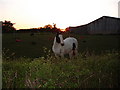 Horse at sunset