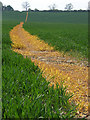 Footpath through wheat, Lower Winchendon