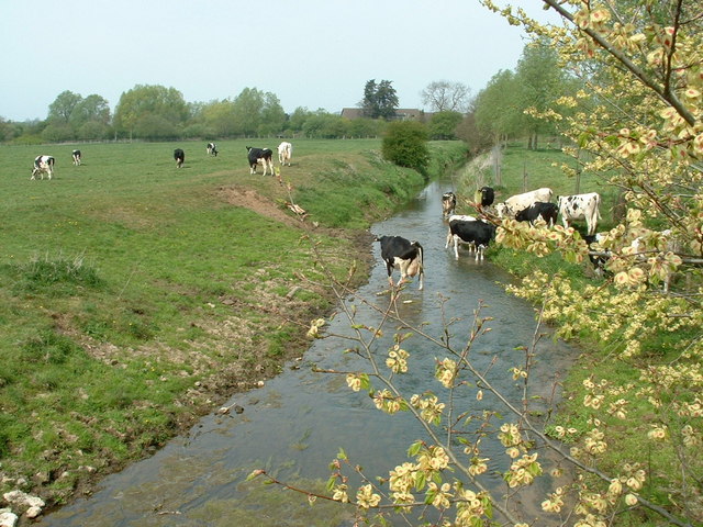 Cows drinking from a drainage ditch
