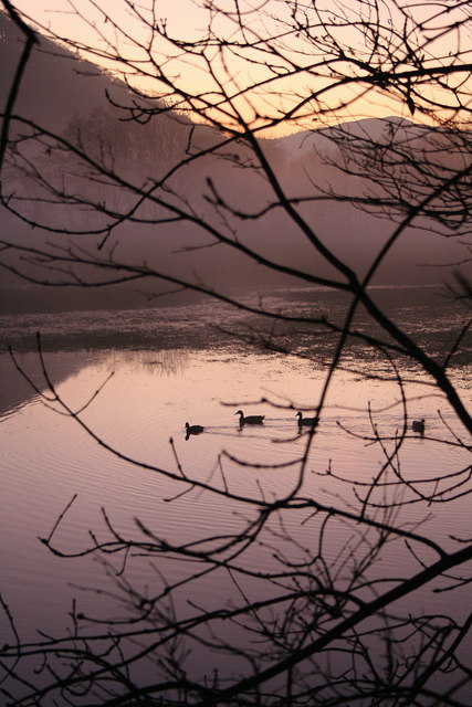 Hwyaid ar y dolydd ger Llanfair.  Ducks on flooded field near Llanfair Talhaiarn