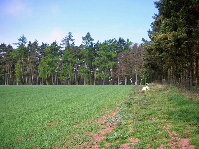 Wooden Hill and Back Strip